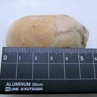 広島産　生剥き牡蠣（約50粒入り）のサムネイル